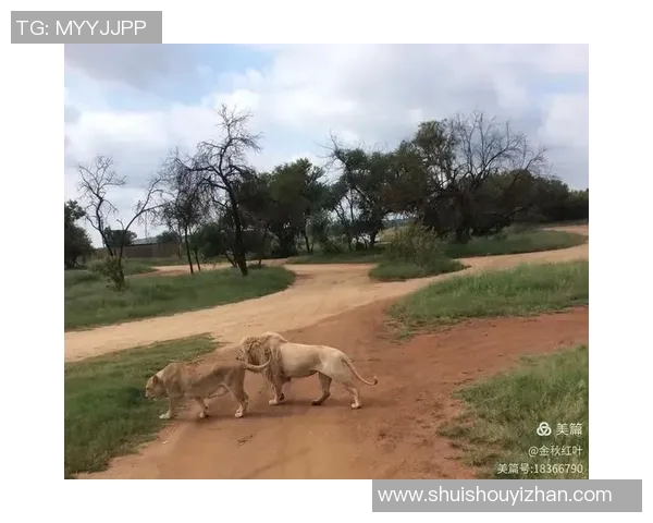 布林狮子迎战休斯顿城全力争胜展现球队实力与风采 布林狮子迎战休斯顿城全力争胜展现球队实力与风采