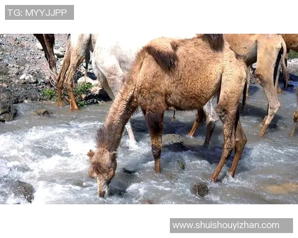 探索骆驼官方网站的精彩世界,发现优质产品与服务的完美结合 探索骆驼官方网站的精彩世界,发现优质产品与服务的完美结合